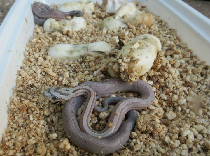 Striped Ghost Corn Snakes